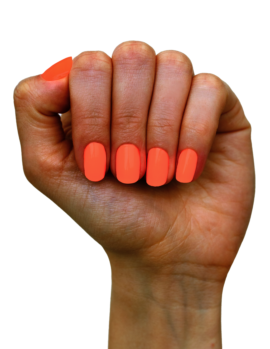 Orange Rose