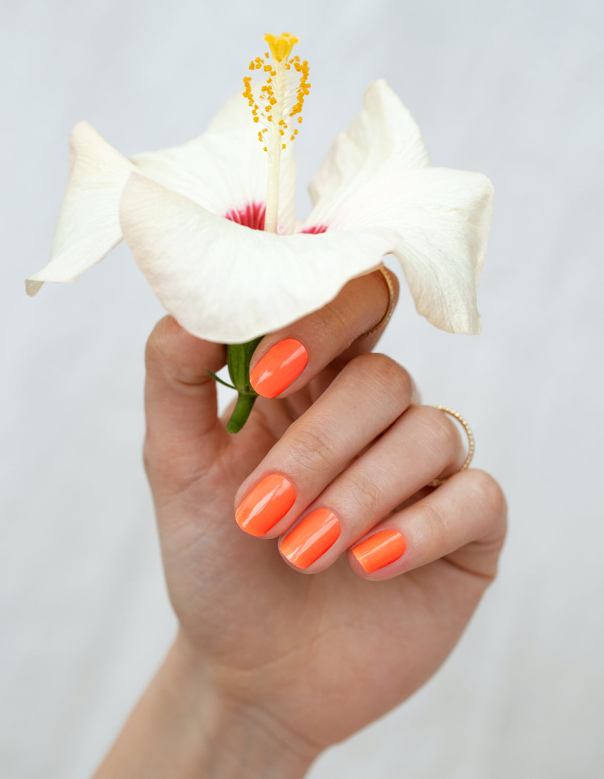 Orange Rose UV