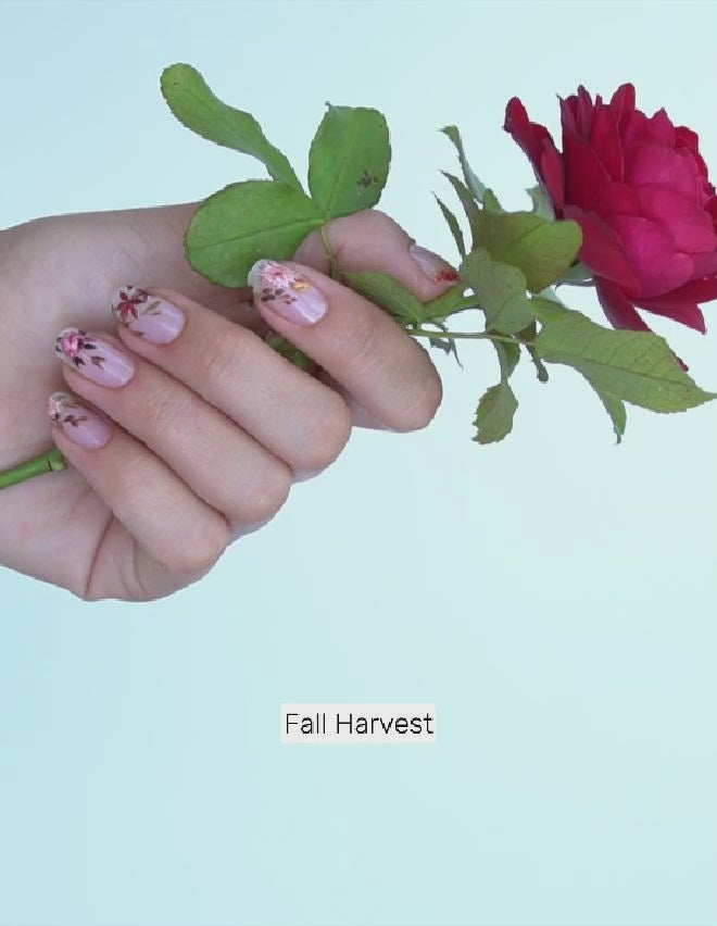 Fall Harvest