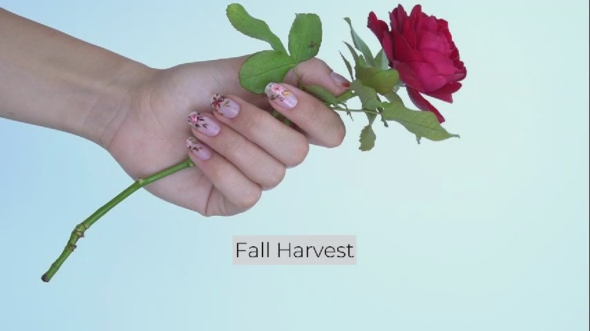 Fall Harvest